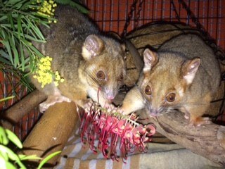 Ringtail Possums Rescue Newcastle Lake Macquarie Hunter
