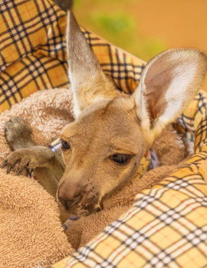 Donate To Hunter Wildlife Rescue Charity Tax-Deductible Not For Profit